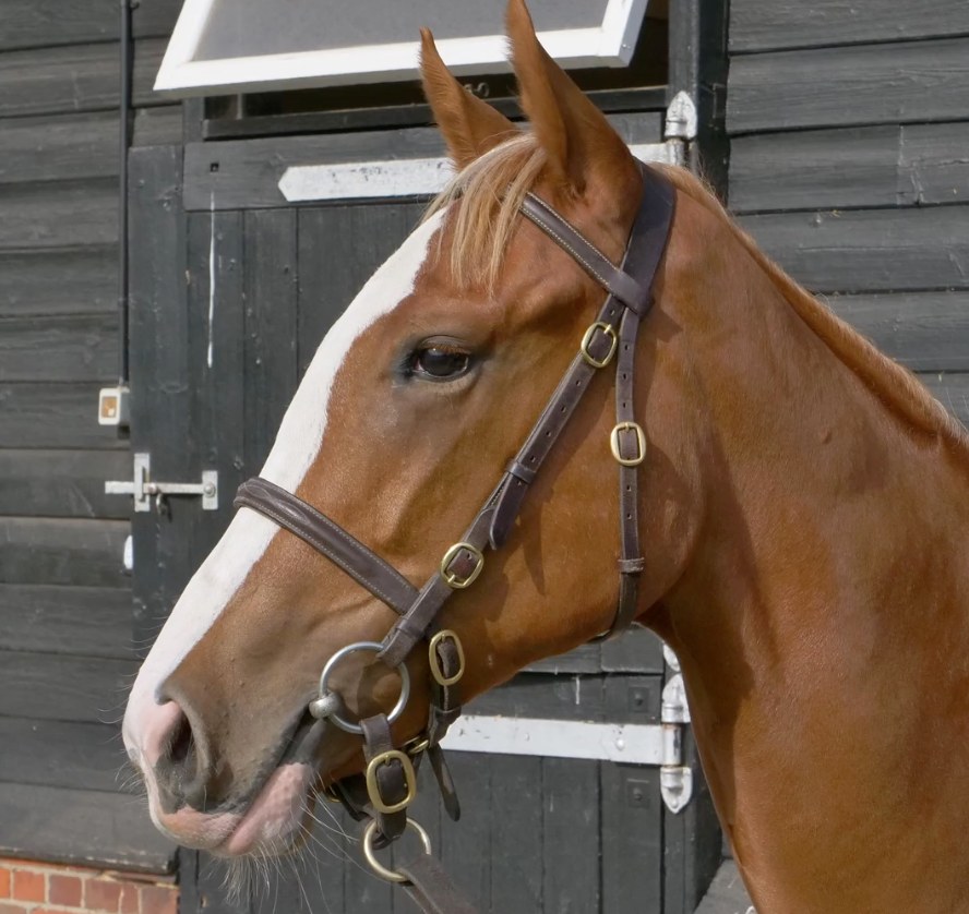 Chaldean Yearling Filly