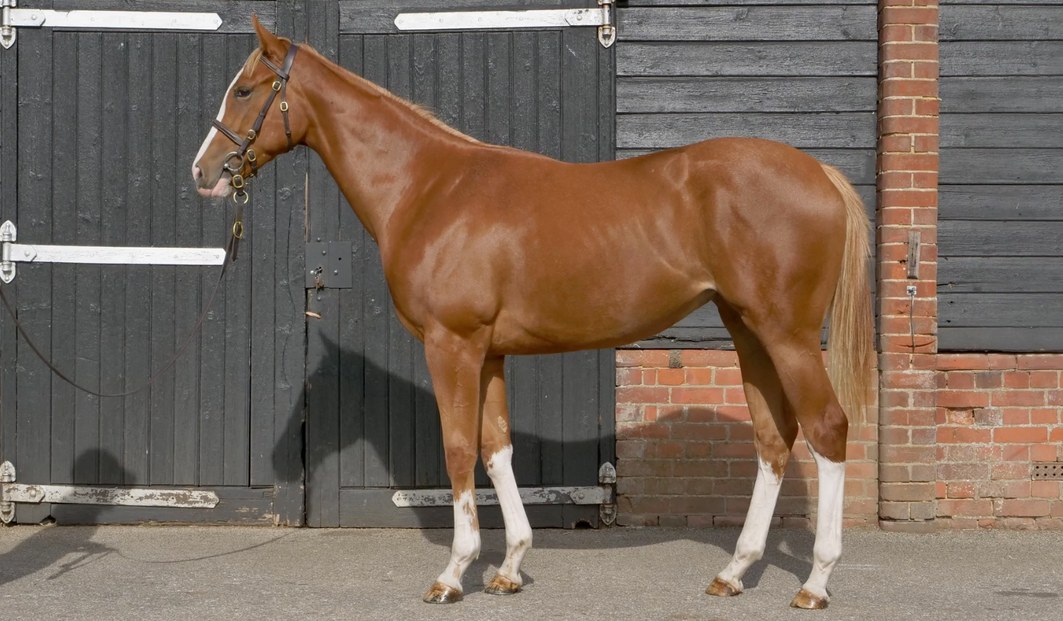 Chaldean Yearling Filly