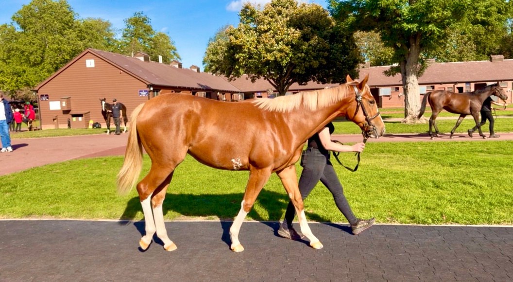 Chaldean Yearling Filly