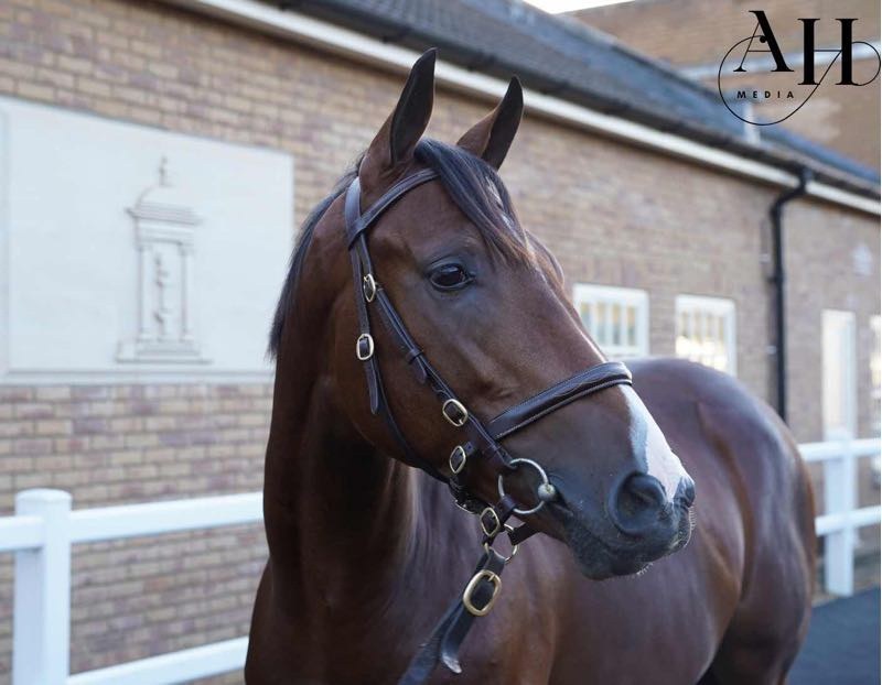 Blackbeard Yearling Colt