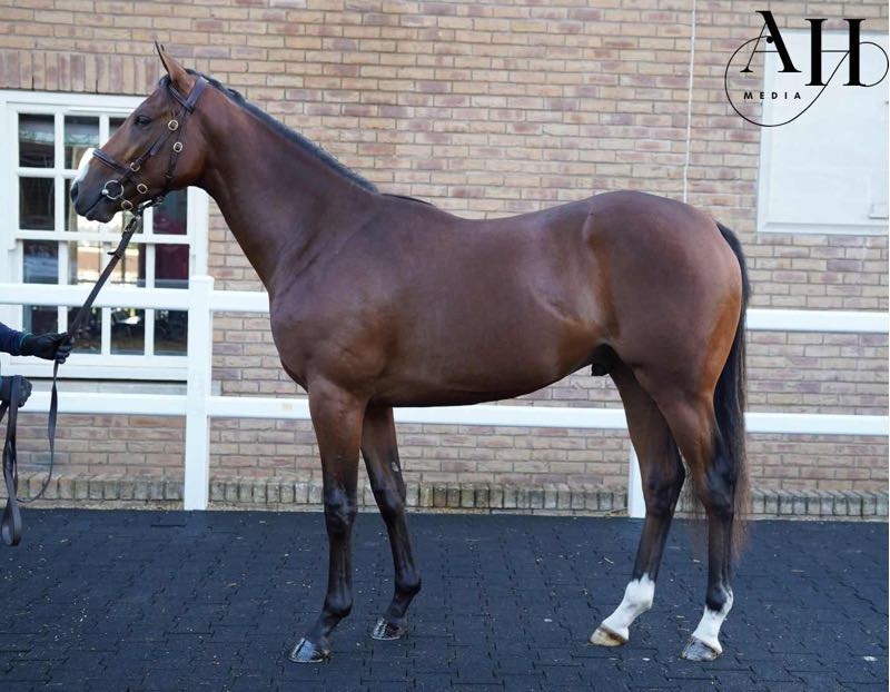Blackbeard Yearling Colt